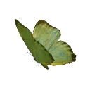 003_greenbutterfly1