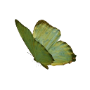 003_greenbutterfly1 Discord sticker - truly ᯓ✩ friends ㆍ giveaways ㆍ tags ㆍ chill ㆍ vc ㆍ hangout ㆍ social ㆍ cute ㆍ emotes ㆍ active ㆍ chat