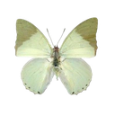 003_greenbutterfly custom emote from truly ᯓ✩ friends ㆍ giveaways ㆍ tags ㆍ chill ㆍ vc ㆍ hangout ㆍ social ㆍ cute ㆍ emotes ㆍ active ㆍ chat