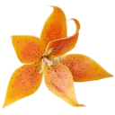 005_orangeflower