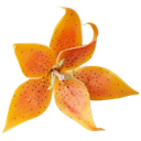 005_orangeflower Discord Emoji from truly ᯓ✩ friends ㆍ giveaways ㆍ tags ㆍ chill ㆍ vc ㆍ hangout ㆍ social ㆍ cute ㆍ emotes ㆍ active ㆍ chat