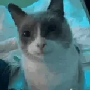 catgulp