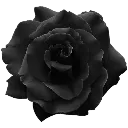 011_blackrose