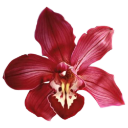 007_redflower3 Discord Emoji from truly ᯓ✩ friends ㆍ giveaways ㆍ tags ㆍ chill ㆍ vc ㆍ hangout ㆍ social ㆍ cute ㆍ emotes ㆍ active ㆍ chat