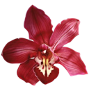 007_redflower1 Discord sticker | truly ᯓ✩ friends ㆍ giveaways ㆍ tags ㆍ chill ㆍ vc ㆍ hangout ㆍ social ㆍ cute ㆍ emotes ㆍ active ㆍ chat