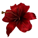 007_redflower custom emote - truly ᯓ✩ friends ㆍ giveaways ㆍ tags ㆍ chill ㆍ vc ㆍ hangout ㆍ social ㆍ cute ㆍ emotes ㆍ active ㆍ chat