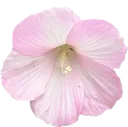 008_pinkflower3