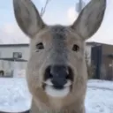 blonkuh_stare