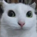 910444politecat 910444politecat