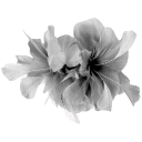 010_flowers1 Discord sticker - truly ᯓ✩ friends ㆍ giveaways ㆍ tags ㆍ chill ㆍ vc ㆍ hangout ㆍ social ㆍ cute ㆍ emotes ㆍ active ㆍ chat