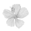 009_flower7 Discord Emoji - truly ᯓ✩ friends ㆍ giveaways ㆍ tags ㆍ chill ㆍ vc ㆍ hangout ㆍ social ㆍ cute ㆍ emotes ㆍ active ㆍ chat