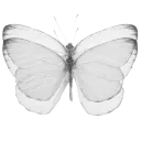 010_butterfly5