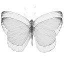 010_butterfly5 custom emote from truly ᯓ✩ friends ㆍ giveaways ㆍ tags ㆍ chill ㆍ vc ㆍ hangout ㆍ social ㆍ cute ㆍ emotes ㆍ active ㆍ chat