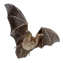 realistic_bat
