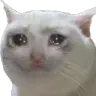 SadCat