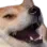 lmao_dog