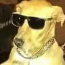coolDoggo coolDoggo
