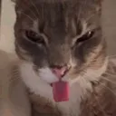 freakycat