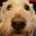 dogstare
