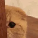 sneakycat sneakycat