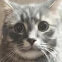 bigcat