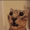 5870d0f2295aee92b56adae051fa3a6a animated Discord emote | TurkixG1 Community