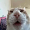 gatohuh