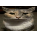 MS_catstare Discord emoji