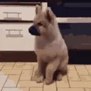 Puppy_Danse