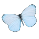 md_z_Butterfly Discord emoji