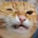 sus_cat