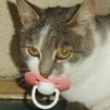 cute_cat