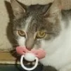 :cute_cat: