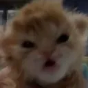 angry_cat