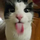 :tongue_cat: