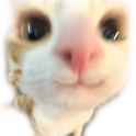 uwu_cat
