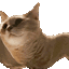 chorming