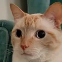 whatthecrap