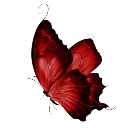 Butterfly3