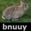 Bnuuy