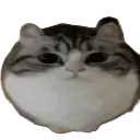 what_