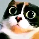 :kuki:
