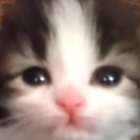 sad_cat