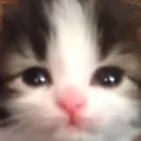 :sad_cat:
