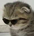 CoolKitten