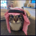 arabcat