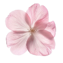 11f custom emote | 𝑴𝑼𝑴𝑾𝒀 studio | 𝑴𝑾𝒀 community