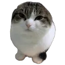 wawa