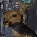 DeerVibe