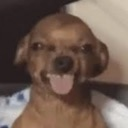 A brown dog with a wide, goofy grin and its tongue sticking out.